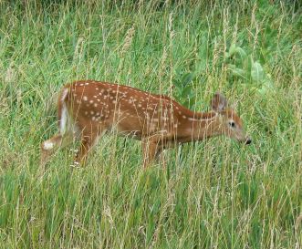 White_tailed_deer_Nebraska