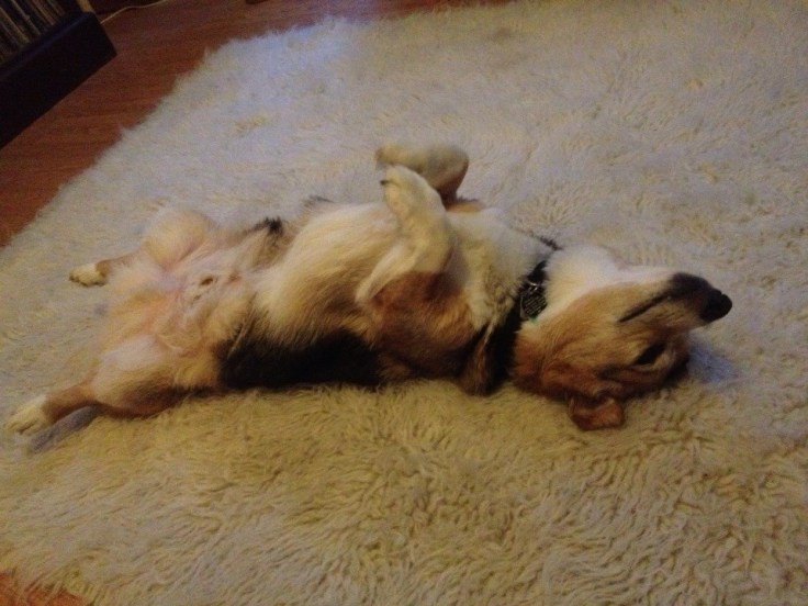 1185078_10201136321422894_866336266_n